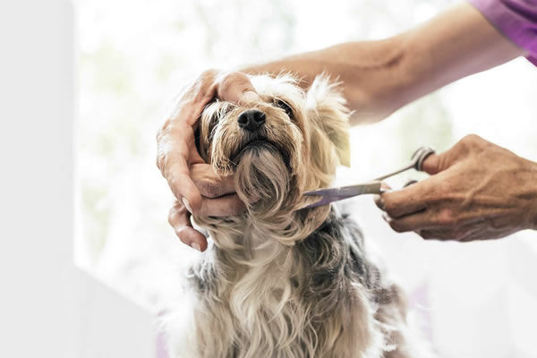 Bodrum Pet Kuaför - Butik Kedi ve Köpek Kuaförü - Anestezisiz Traş