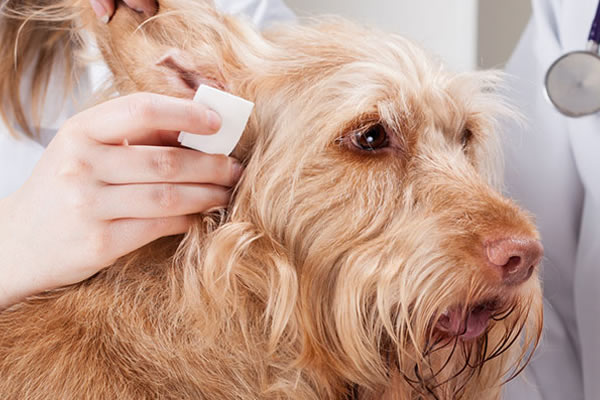 Bodrum Pet Kuaför - Butik Kedi ve Köpek Kuaförü - Anestezisiz Traş