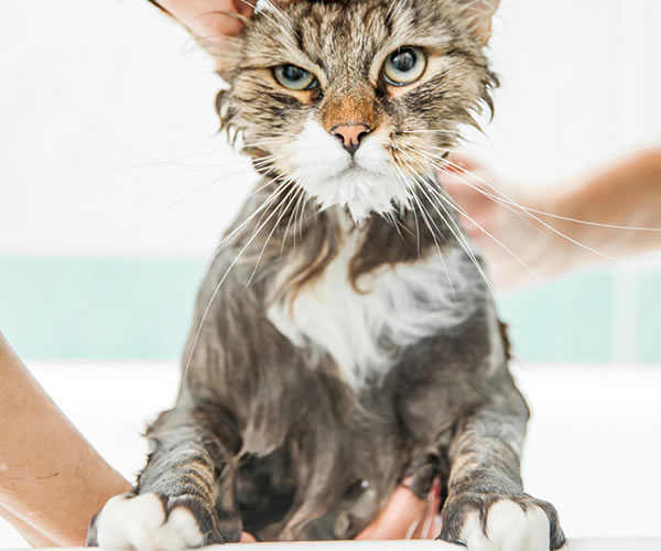 Bodrum Pet Kuaför - Butik Kedi ve Köpek Kuaförü - Anestezisiz Traş
