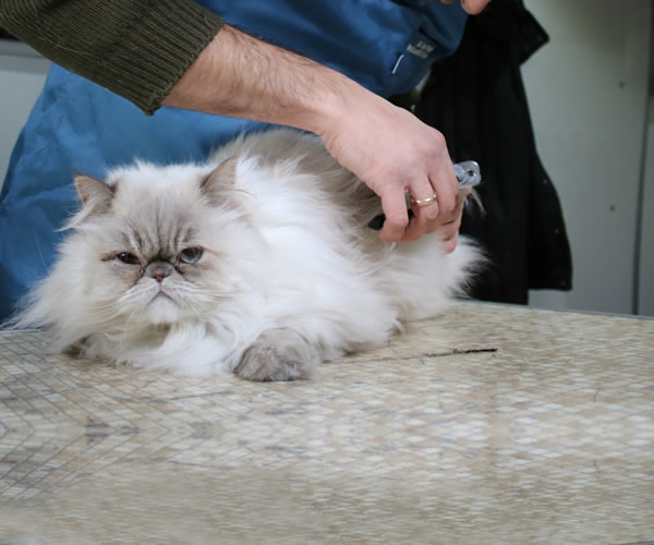 Bodrum Pet Kuaför - Butik Kedi ve Köpek Kuaförü - Anestezisiz Traş