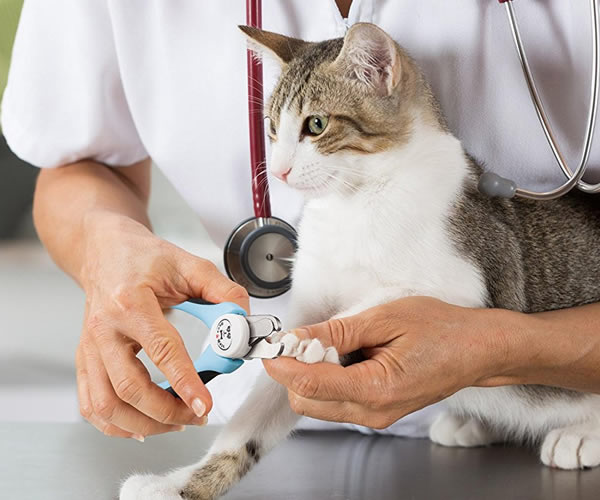 Bodrum Pet Kuaför - Butik Kedi ve Köpek Kuaförü - Anestezisiz Traş