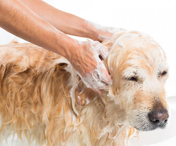 Bodrum Pet Kuaför - Butik Kedi ve Köpek Kuaförü - Anestezisiz Traş