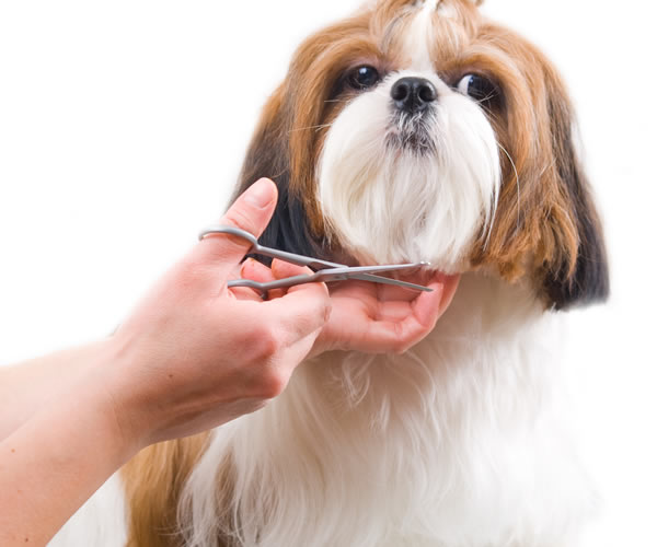 Bodrum Pet Kuaför - Butik Kedi ve Köpek Kuaförü - Anestezisiz Traş