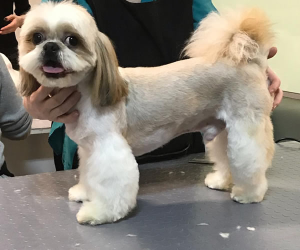 Bodrum Pet Kuaför - Butik Kedi ve Köpek Kuaförü - Anestezisiz Traş